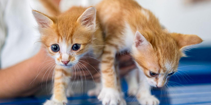 KUŞADASI BELEDİYESİ’NDEN PATİLİ DOSTLARIN SAĞLIĞI İÇİN ÖNEMLİ BİR ADIM DAHA