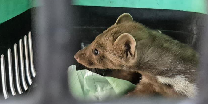 KUŞADASI BELEDİYESİ YARALI GELİNCİĞE YAŞAM UMUDU OLDU