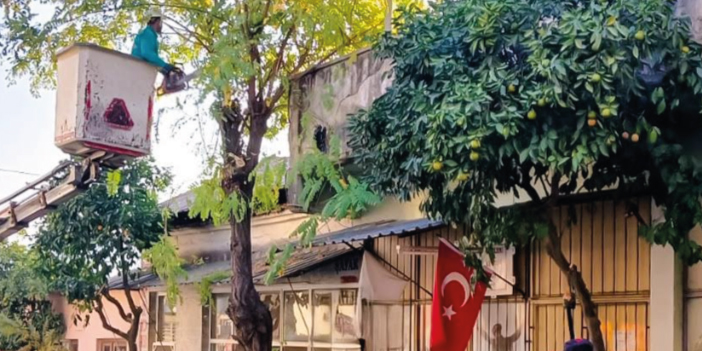 EFELER’DE AĞAÇ BUDAMA ÇALIŞMALARI SÜRÜYOR