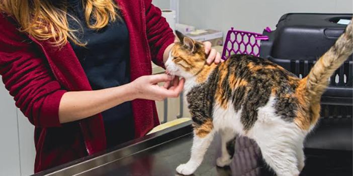 KUŞADASI BELEDİYESİ VETERİNER İŞLERİ MÜDÜRÜ KISIRLAŞTIRMANIN ÖNEMİNE DİKKAT ÇEKTİ