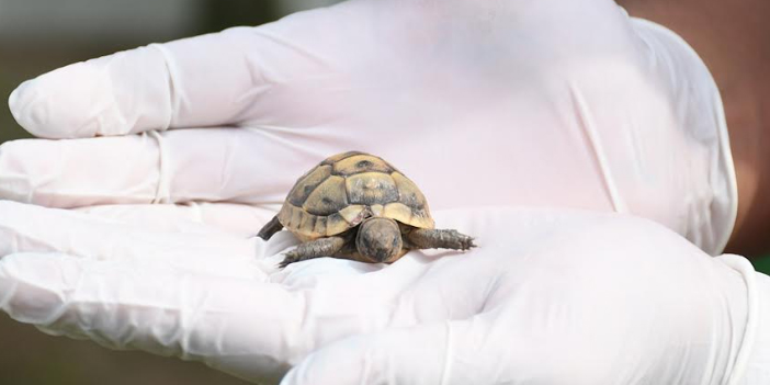 EVCİL HAYVAN BAKIM VE REHABİLASYON MERKEZİ’NİN YENİ SAKİNLERİ İÇİN ÖZEL YAŞAM ALANI