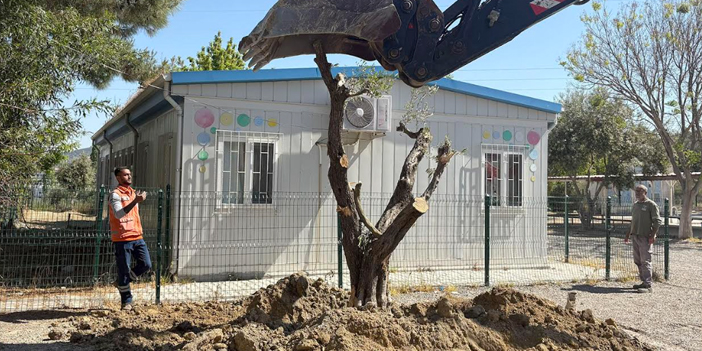 KUŞADASI BELEDİYESİ 410 AĞACI KESİLMEKTEN KURTARDI
