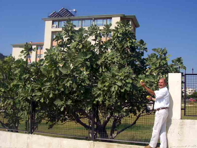Hastane Önünde İncir Ağacı..