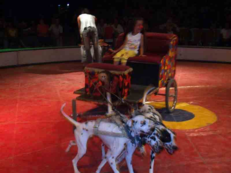 Avrasya Sirki’nde solukların kesildiği anlar!