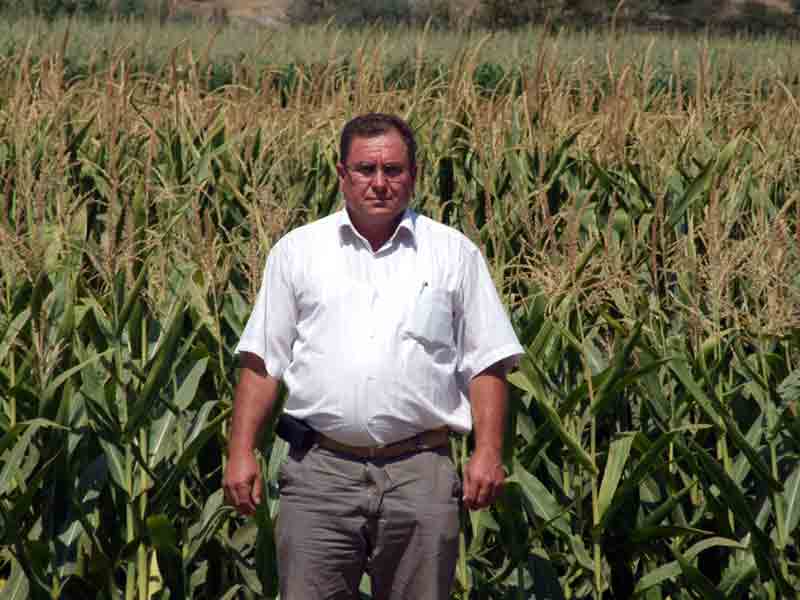 Mısır ürününde hasat yaklaştı, Ziraat Odaları maliyeti belirledi