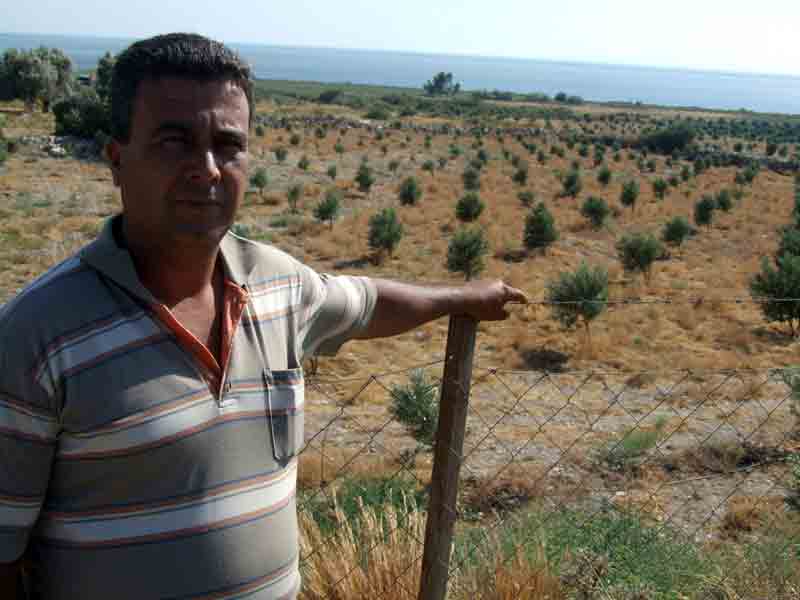 Zeytin fidanı dikmeye izin var, sulamaya izin yok!