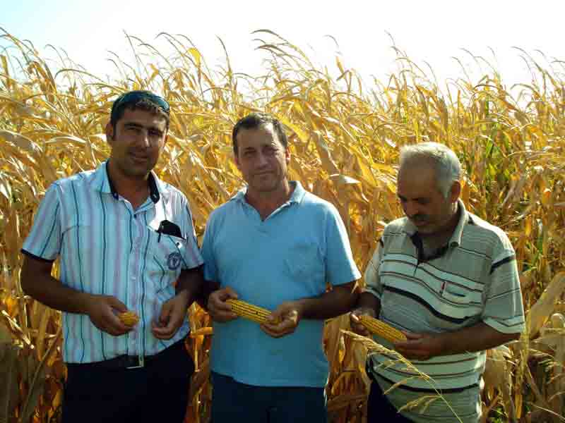 Sökeli üreticiler mısır fiyatlarını normal karşıladı