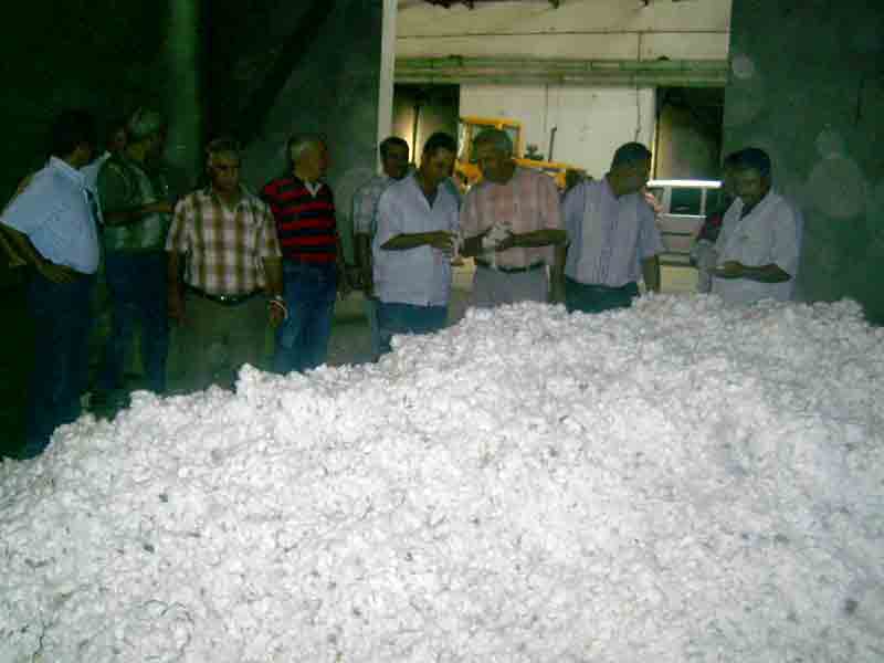 Bu prim miktarı pamuk üreticisini meydanlara döker