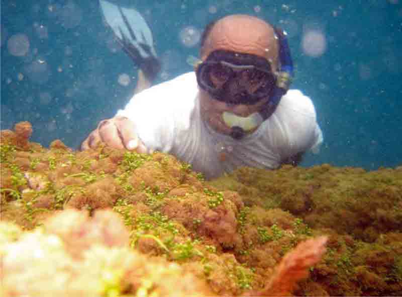 Katil yosun Kuşadası’nda