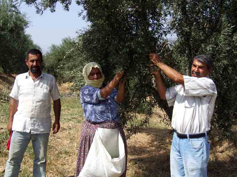 Yamalak’ta turfanda zeytinin hasat zamanı