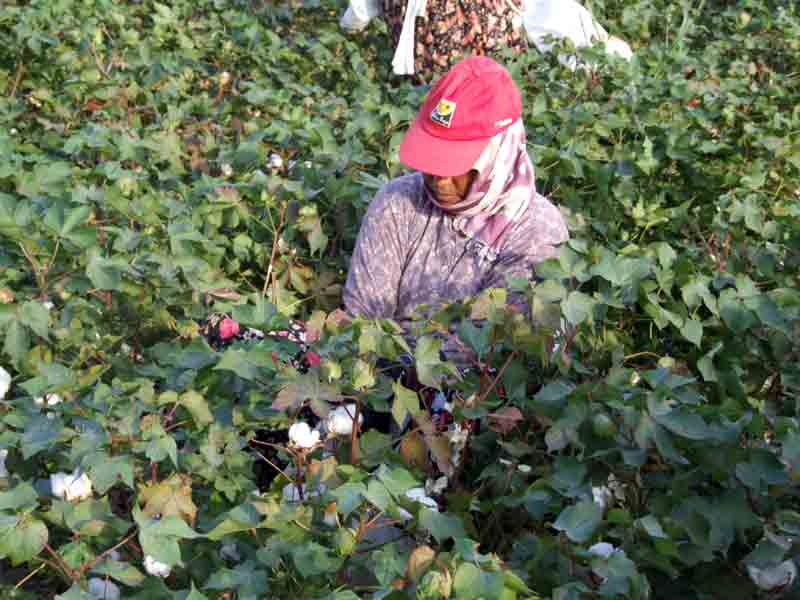 Yağmurlarla birlikte makinalı hasadın önemi arttı