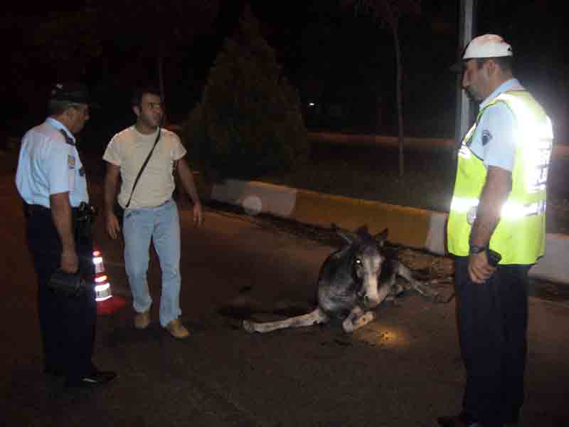Kazalar hayvanların da canını yakıyor!