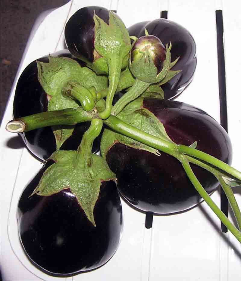 Bir dalda 6 patlıcan