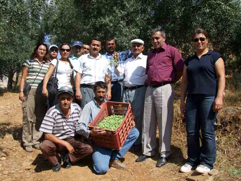 Dikkat! Zeytin Solgunluğu