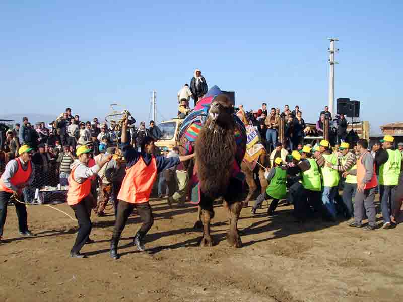 Deve Güreşi takvimi belli oldu
