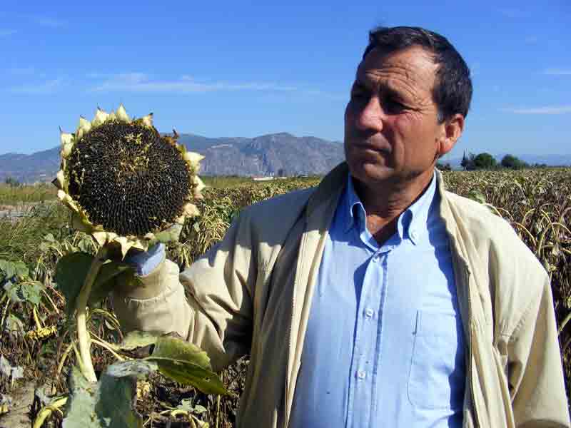 Söke Ovası’nda ayçiçeği hasadı hazırlıkları başladı