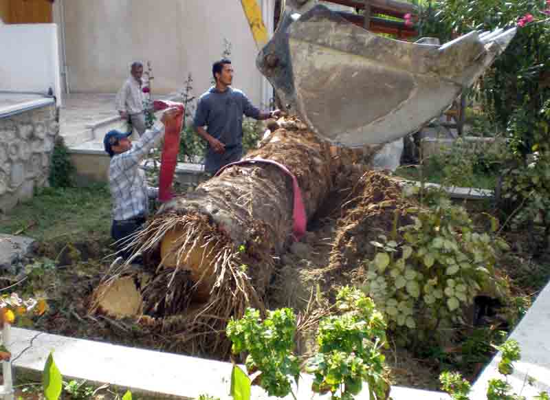 Kuşadası’nda hastalıklı palmiyeler gömülüyor