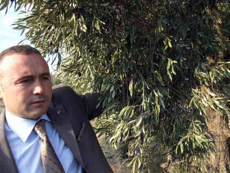 Köşk’te zeytin üreticisini şaşkına çeviren rapor