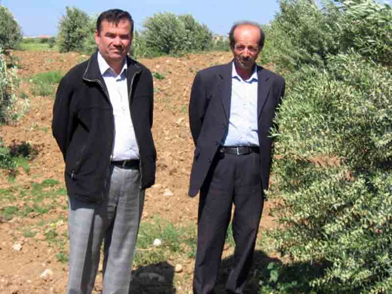 Didim Ziraat Odası Zeytin Entegre mücadelesini sürdürüyor