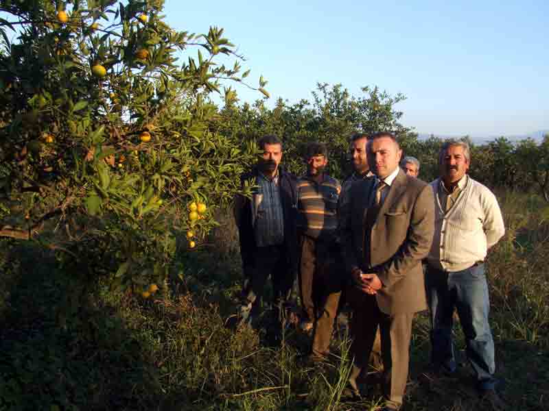 Narenciye üreticisi de kuraklıktan şikayetçi