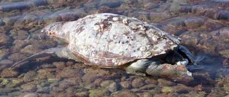 Yaşlı dev kaplumbağanın hazin sonu