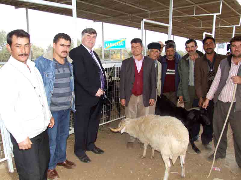 Karacasu ve Söke’de kurbanlık fiyatları aynı