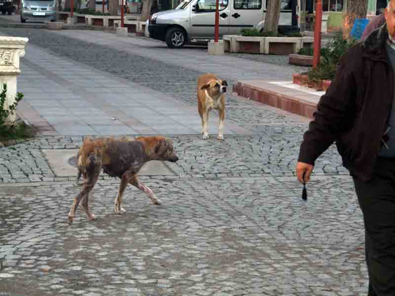 Bu hayvanlar acilen tedavi edilmeli