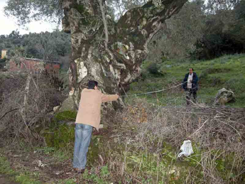 Nalbantlar Köyündeki asırlık ağacı koruma talebi