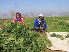 Soğuk sebze ve meyve fiyatlarını arttırdı
