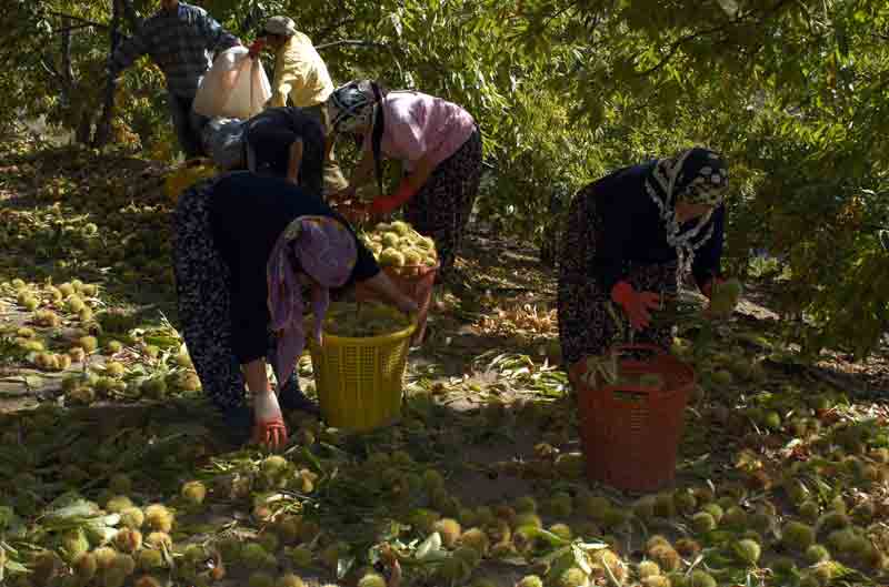 Kestane hasadı devam ediyor