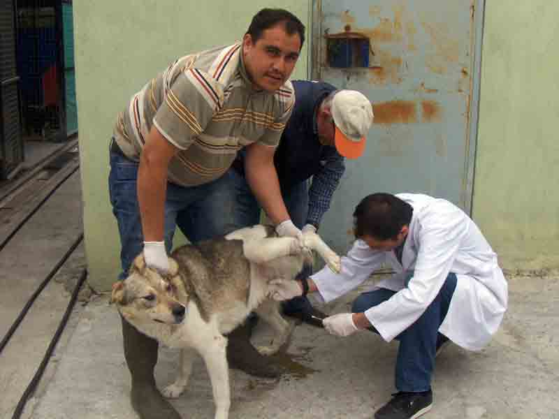 Köpek Barınağında tümör taraması