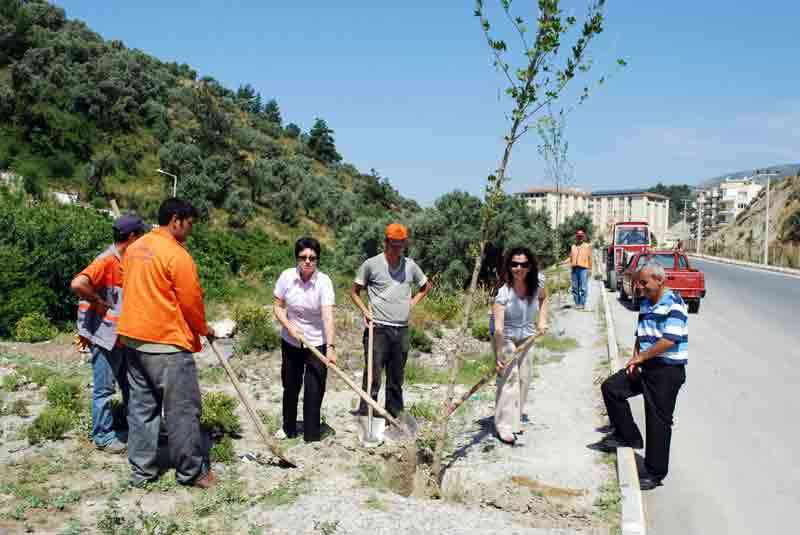 Hastane yolu ağaçlandırıldı