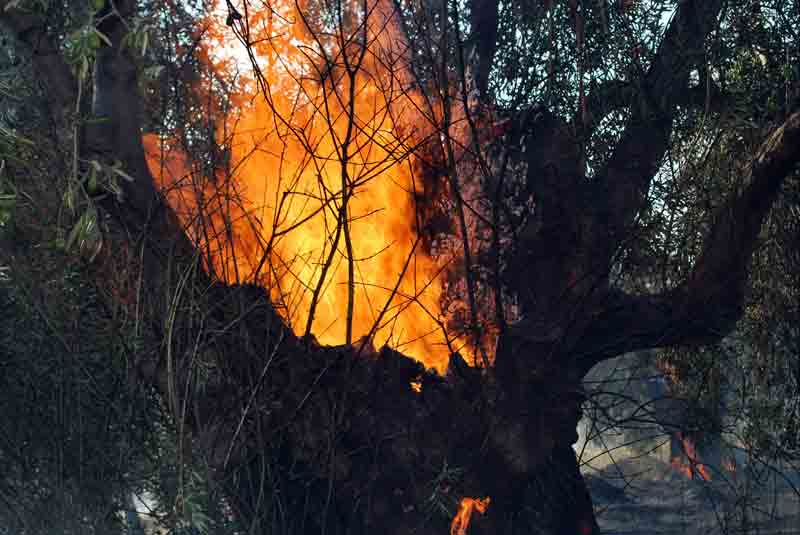 Yangın zeytinlik ve fundalık alanları etkiledi