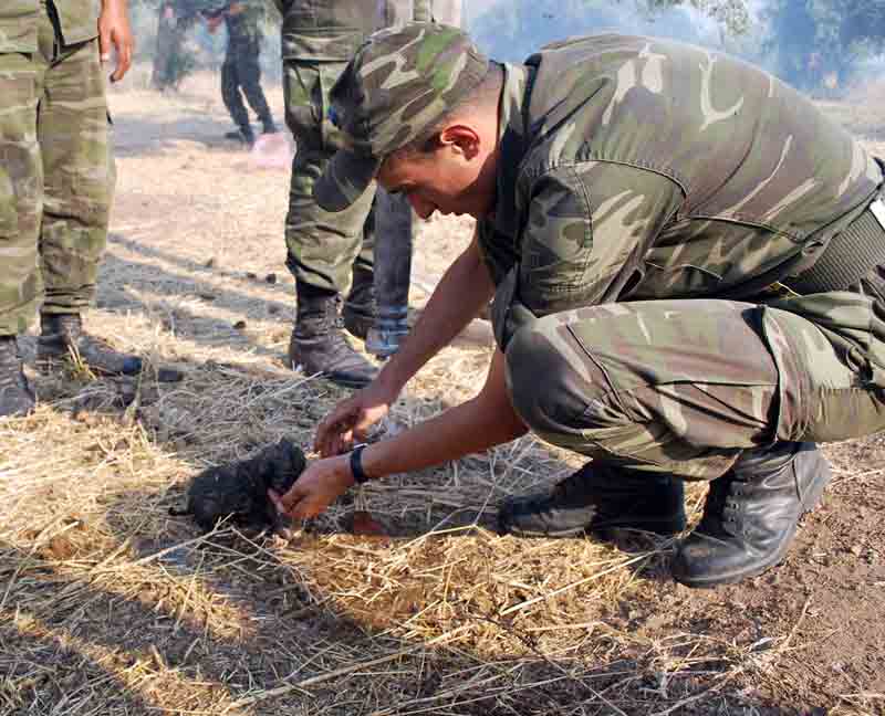 Asker şefkati