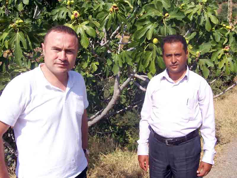 YAĞMUR İNCİRİ VURDU, İLÇE TARIM MÜDÜRLÜĞÜ, "ZARAR YOK DEDİ!