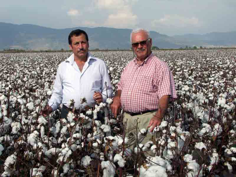 Söke Ovası pamukta tarih yazdı!