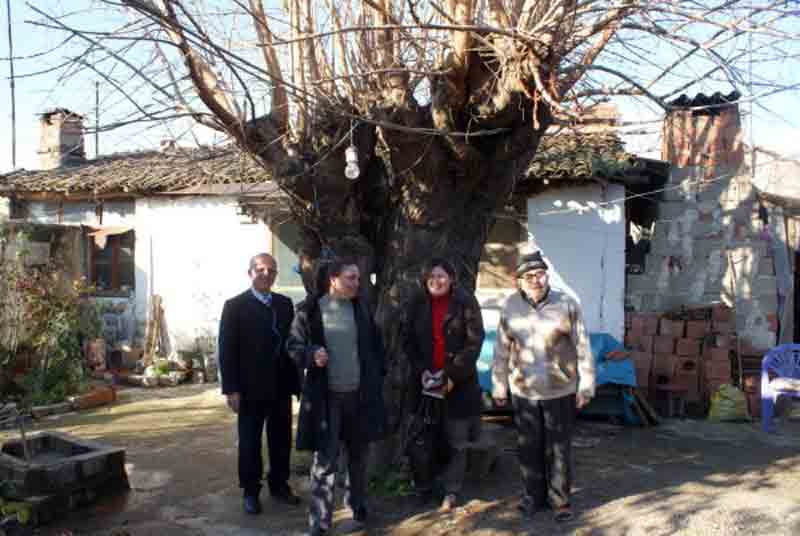 180 yıllık dut ağacı