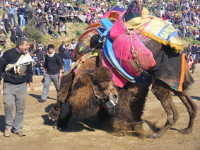 Bağarası  Festivalie hazır