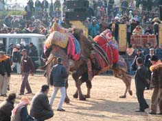 Tehlikeden uzak, keyifli seyirlik  için deve güreşi alanı