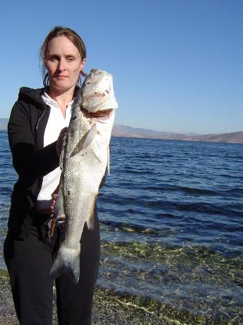 Bafa Gölünde yine balık ölümleri görüldü