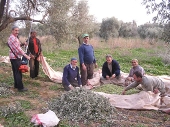 Zeytin hasat sezonunun sonuna gelindi