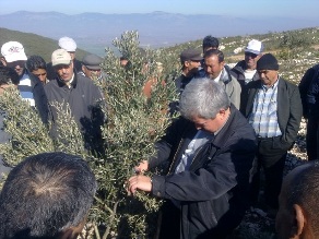 Çiftçilere zeytin budama kursu