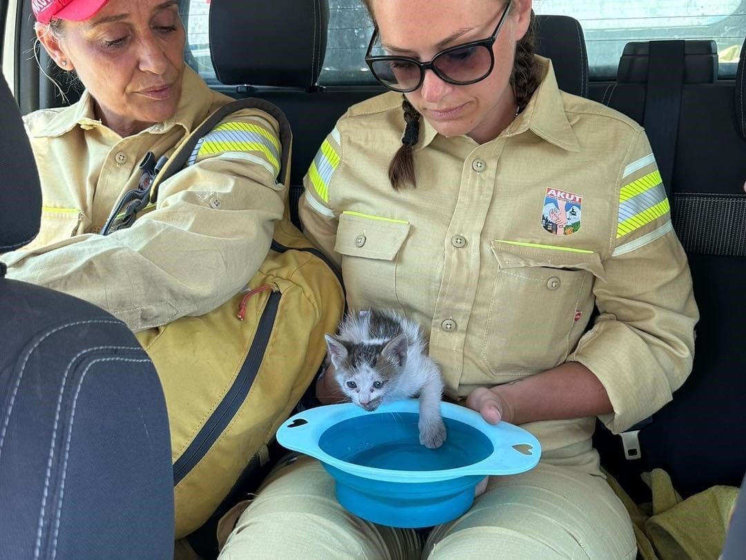 AKUT Kuşadası ekibi, orman yangının ardından hayvanlara destek sağladı