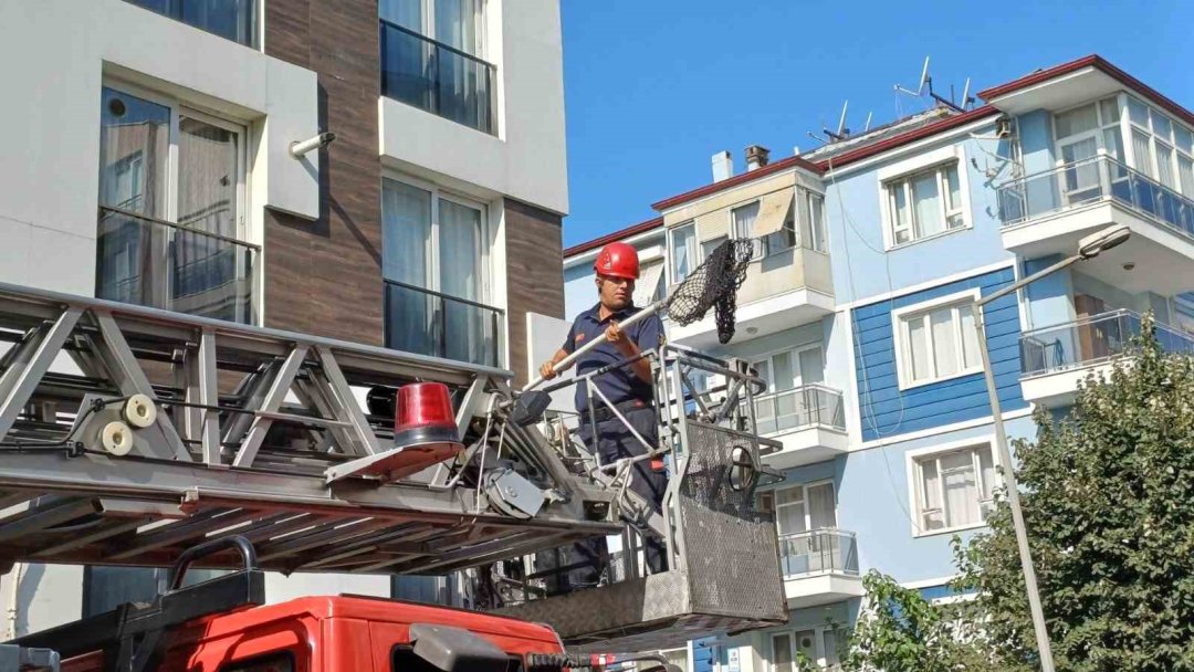 Çatıya sıkışan kumru ekipleri harekete geçirdi