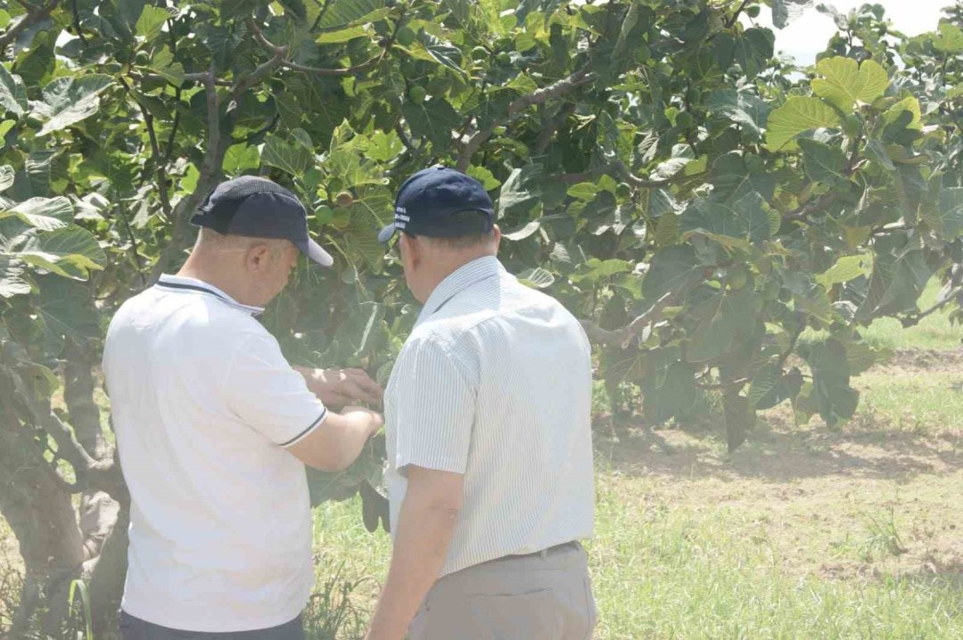 Kuyucak’ta incir bahçelerinde hastalık ve zararlı kontrolü yapıldı