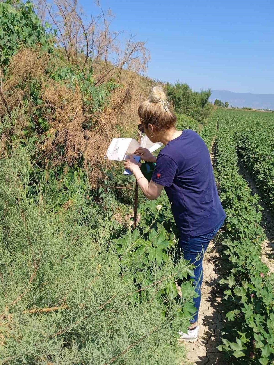 Söke’de zararlı sinek tuzakları kontrol edildi