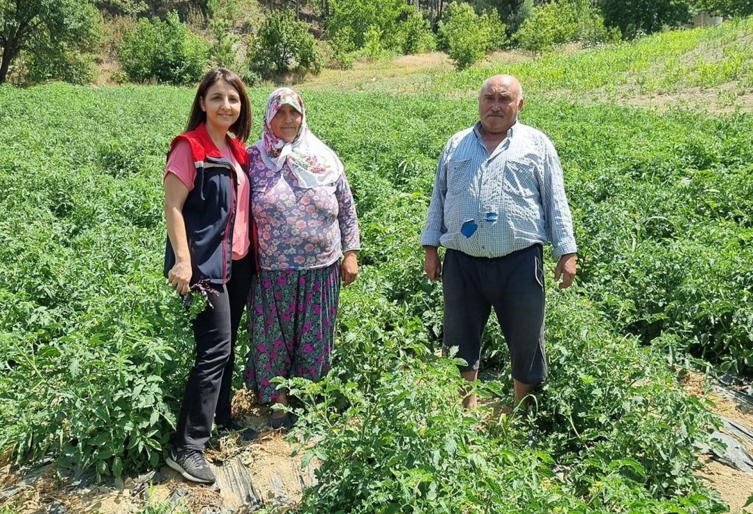 Kuyucak’ta proje kapsamında dağıtılan domates fideleri kontrol edildi