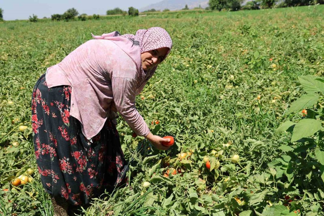 Aydın’da salça ve kışlık telaşı başladı