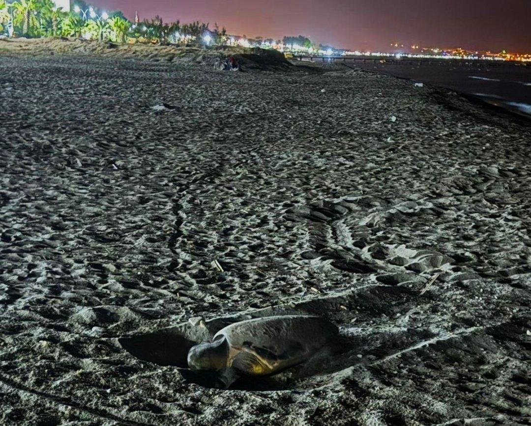 Kuşadası’nda caretta yuvaları çoğalıyor