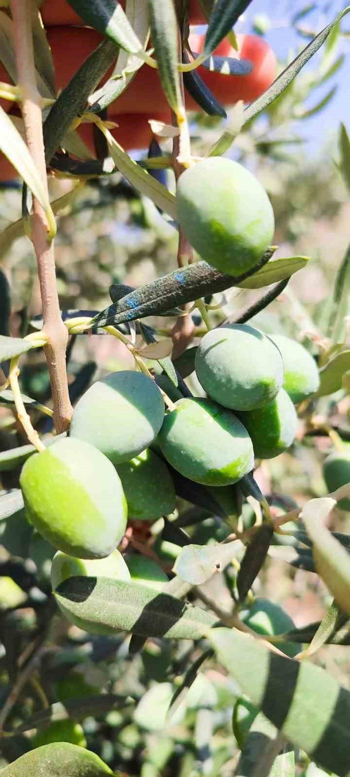 Zeytin üreticilerine “ilaçlama” çağrısı